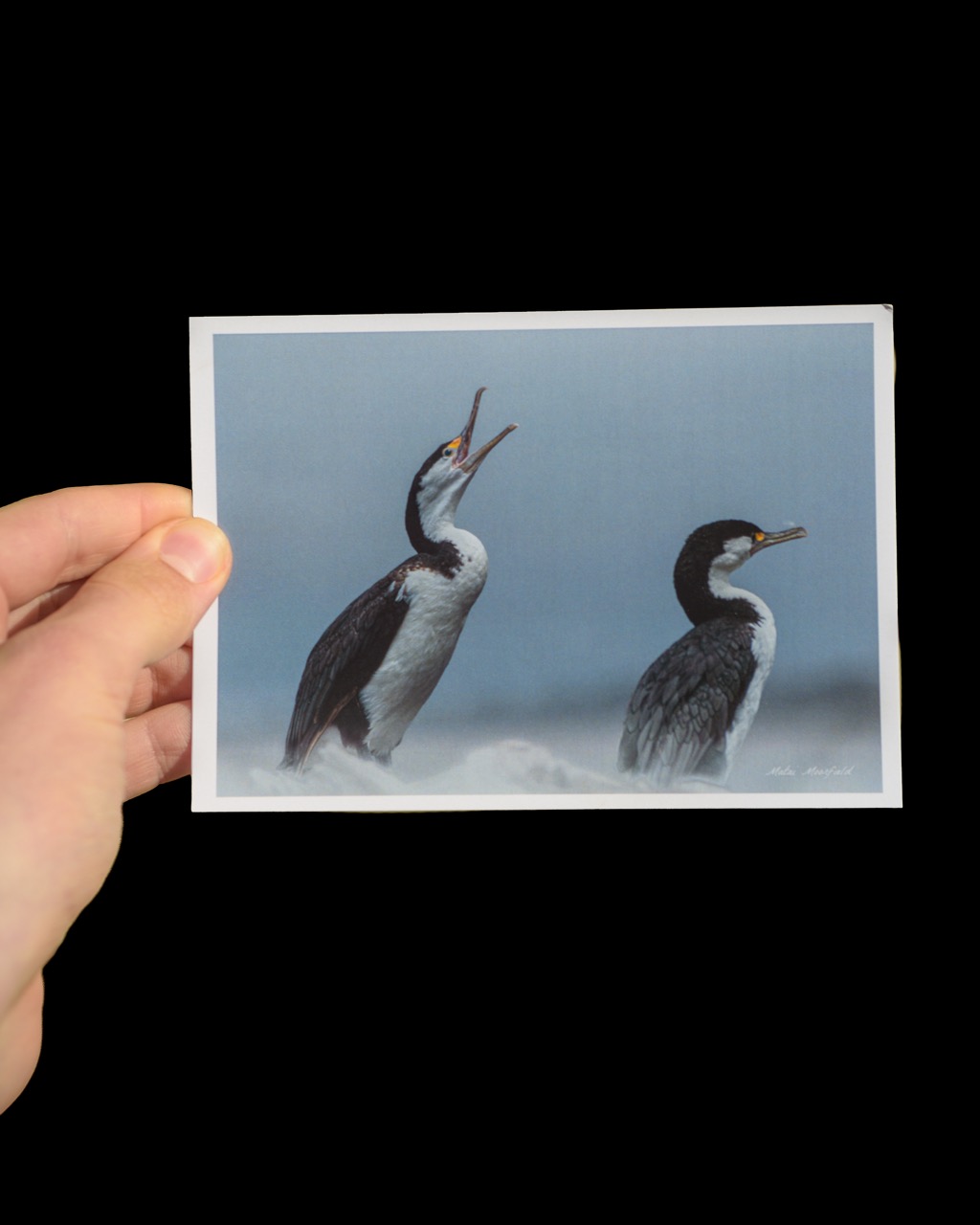 Screaming Pied Shags Wildlife Postcard - New Zealand Bird Photography